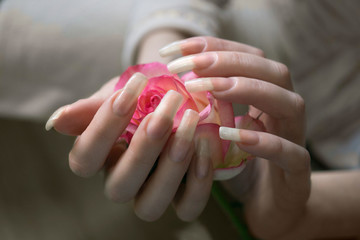 Woman hands with very long natural nails touching rose flower