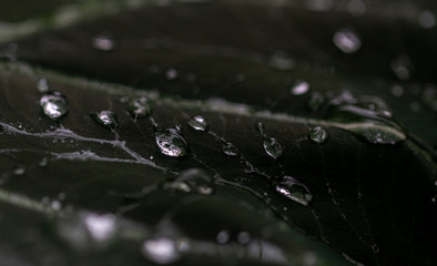 Drops of water on a lotus leaf