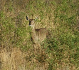 deer in the forest