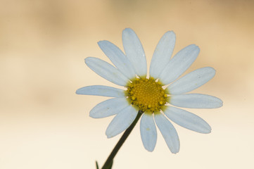 Anacyclus cf radiatus pellitory Spanish chamomile Mount Atlas daisy Akarkara white and yellow flower very common in the meadows of Andalusia