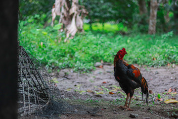 rooster on farm