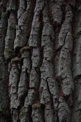 bark of a tree