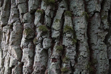 bark of a tree