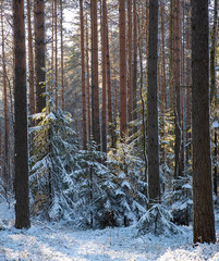 Fototapeta premium Group of small sunlit Christmas trees covered in fresh snow in a fabulous winter pine forest