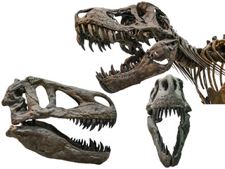 Tyrannosaurus scull isolated on white