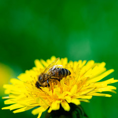 The bee collects the yellow nectar on the legs from the yellow dandelion