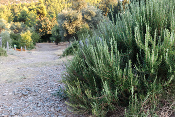 Rosemary bush in the garden