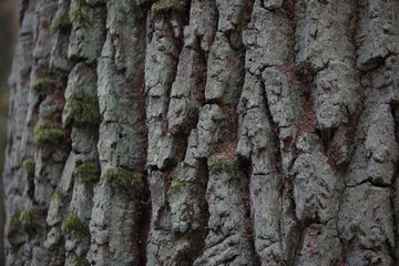 tree bark texture