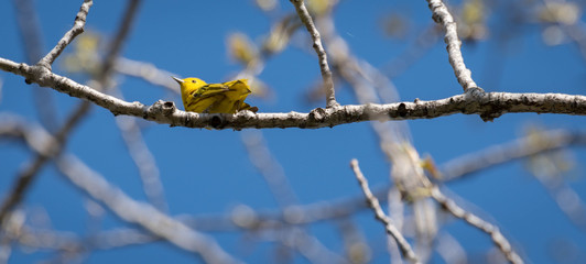 Yellow warbler in its natural environment. Yellow warbler