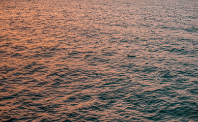 Dolphin during Sunset