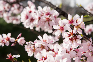 Obraz premium Almond tree flowers at the beginning of winter in southern Spain
