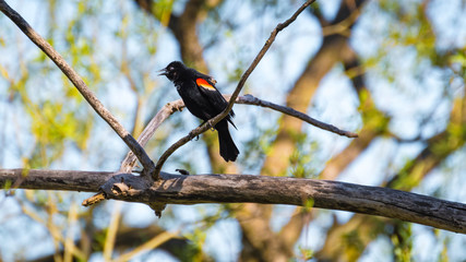 carouge has epaulettes in its natural environment. red-winged blackbird