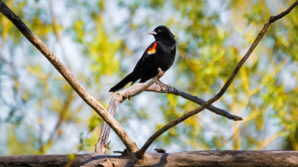 carouge has epaulettes in its natural environment. red-winged blackbird