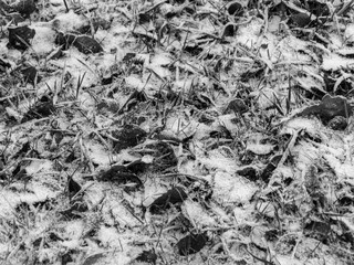 abstract picture with dry leaf, green grass and snow texture