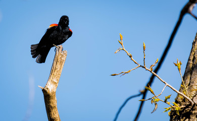 carouge has epaulettes in its natural environment. red-winged blackbird