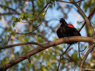 carouge has epaulettes in its natural environment. red-winged blackbird