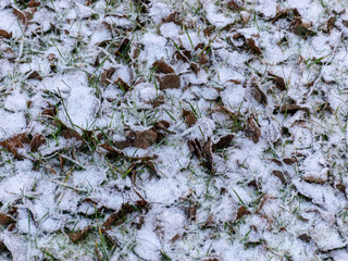 abstract picture with dry leaf, green grass and snow texture