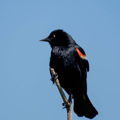 carouge has epaulettes in its natural environment. red-winged blackbird