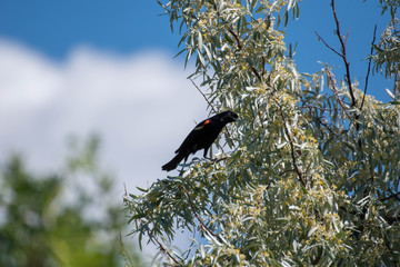 carouge has epaulettes in its natural environment. red-winged blackbird