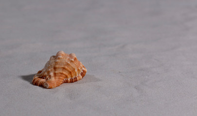 sea shell on the beach