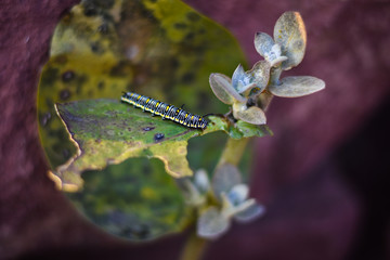 yellow and black color insect on a green leaf with blur background 