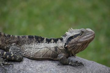 Photo of an Australian water dragon