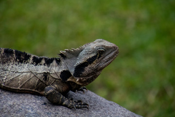 Photo of an Australian water dragon