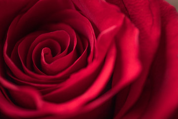 Macro close up of red rose
