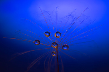 the seed of a dandelion with water drop inside on a dark blue background