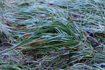 Rime on green grass in the early morning