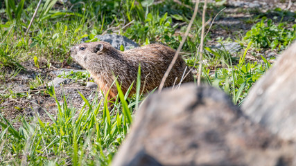 groundhog in its natural element. Marmot