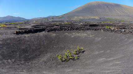 Weinanbau auf Lanzarote