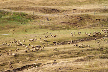 Fototapeta premium Sheep in the mountains of Romania