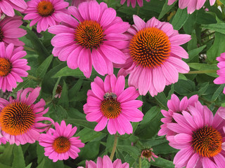 mass planting of purple cone flowers, echinacea, in full bloom, with bee, view from above, close-up