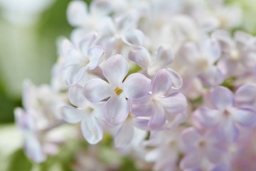 nice lilac with green leaves