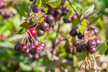 Chokeberry grows on a Bush in late summer