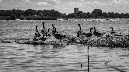 Canada goose in its natural environment Canada goose