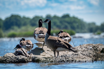 Canada goose in its natural environment Canada goose © TMC