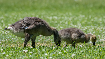 Canada goose in its natural environment Canada goose