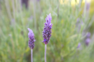 Detail of lavender purple flowers
