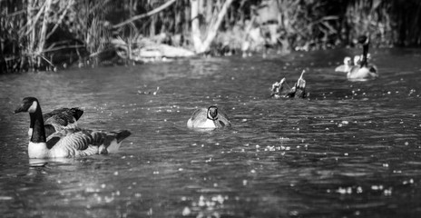 Canada goose in its natural environment Canada goose