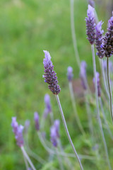 Lavender flowers blooming close up