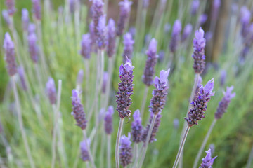 Fototapeta na wymiar Lavender flowers blooming in spring