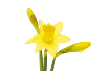 Daffodil flower and buds