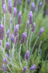 Lavender flowers blooming in spring