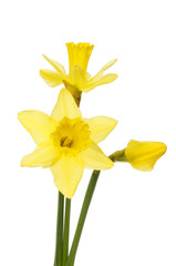 Three daffodil flowers