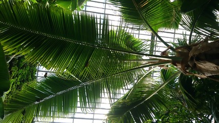 Palma w ogrodzie botanicznym