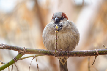 Sparrow sits on a branch without leaves.