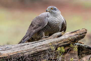 Adult Northern goshawk, Accipiter gentilis, perched on a log on an autumnal background. Spain