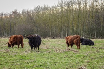 Scottish highland cattle is grazing on a field in the woodlands